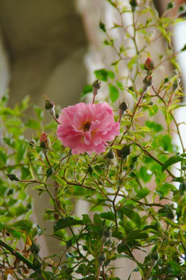 Villa Valentine 블레로즈 외부 사진